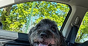 Oreo joined the competition — help win amazing prizes! dog, pet, car_interior, bandana, happy, tongue_out, seatbelt, window, trees, sunlight, blanket, leash, plaid, smiling, fur, animal, vehicle, seat, daylight, nature