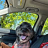 dog, pet, car_interior, bandana, happy, tongue_out, seatbelt, window, trees, sunlight, blanket, leash, plaid, smiling, fur, animal, vehicle, seat, daylight, nature