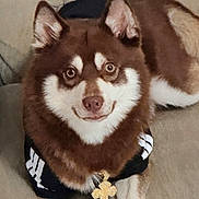 Curazao joined the competition — help win amazing prizes! dog, husky, siberian_husky, puppy, brown_and_white, fluffy, portrait, sitting, couch, indoors, pet, collar, necklace, cross_pendant, black_clothing, white_markings, blue_eyes, long_fur, close_up, cute