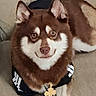 dog, husky, siberian_husky, puppy, brown_and_white, fluffy, portrait, sitting, couch, indoors, pet, collar, necklace, cross_pendant, black_clothing, white_markings, blue_eyes, long_fur, close_up, cute