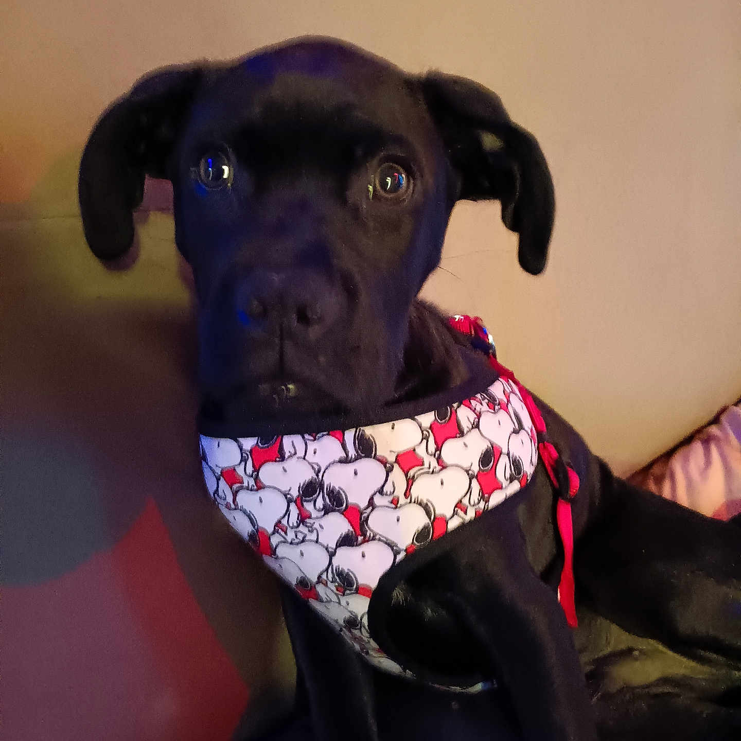 Tobby joined the competition — help win amazing prizes! animal, black_dog, canine, companion, couch, cute, dog, domestic_animal, ears, eyes, face, fur, harness, indoor, leisure, looking, pet, resting, sitting, snoopy_pattern