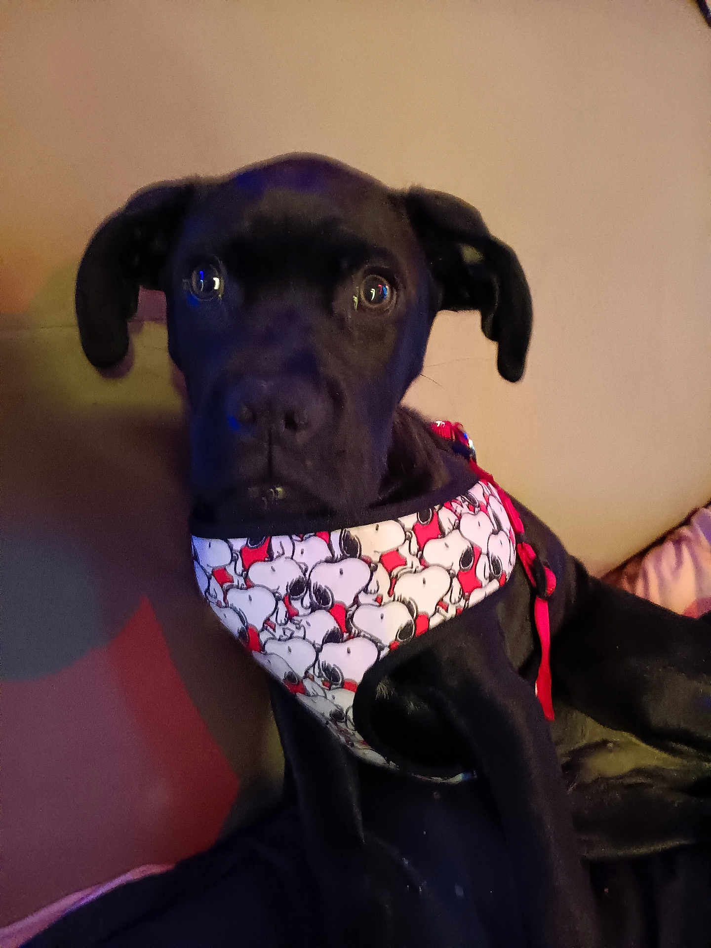 Tobby joined the competition — help win amazing prizes! dog, black_dog, pet, indoor, couch, harness, snoopy_pattern, animal, canine, ears, fur, looking, sitting, cute, domestic_animal, face, eyes, leisure, resting, companion