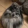 Bandi participe au concours pour gagner de l'argent avec cette photo : dog, fluffy, pomeranian, gray, black, tile_floor, pet, indoor, curious_eyes, fur, small_dog, cute, animal, companion, gift_box, plush_toy, looking_up, sitting, domestic, furry