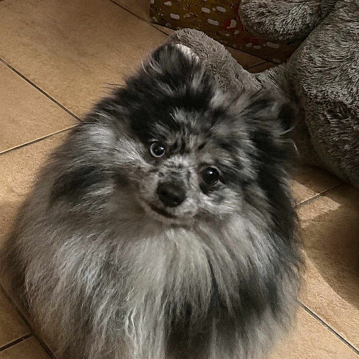 Bandi participe au concours pour gagner de l'argent avec cette photo : dog, fluffy, pomeranian, gray, black, tile_floor, pet, indoor, curious_eyes, fur, small_dog, cute, animal, companion, gift_box, plush_toy, looking_up, sitting, domestic, furry