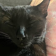 Akela participe au concours pour gagner de l'argent avec cette photo : animal, black_cat, close_up, closeup, companion, cozy, cute, domestic_cat, feline, fur, indoor, nap, peaceful, pet, portrait, relaxed, resting, sleeping, soft_blanket, whiskers