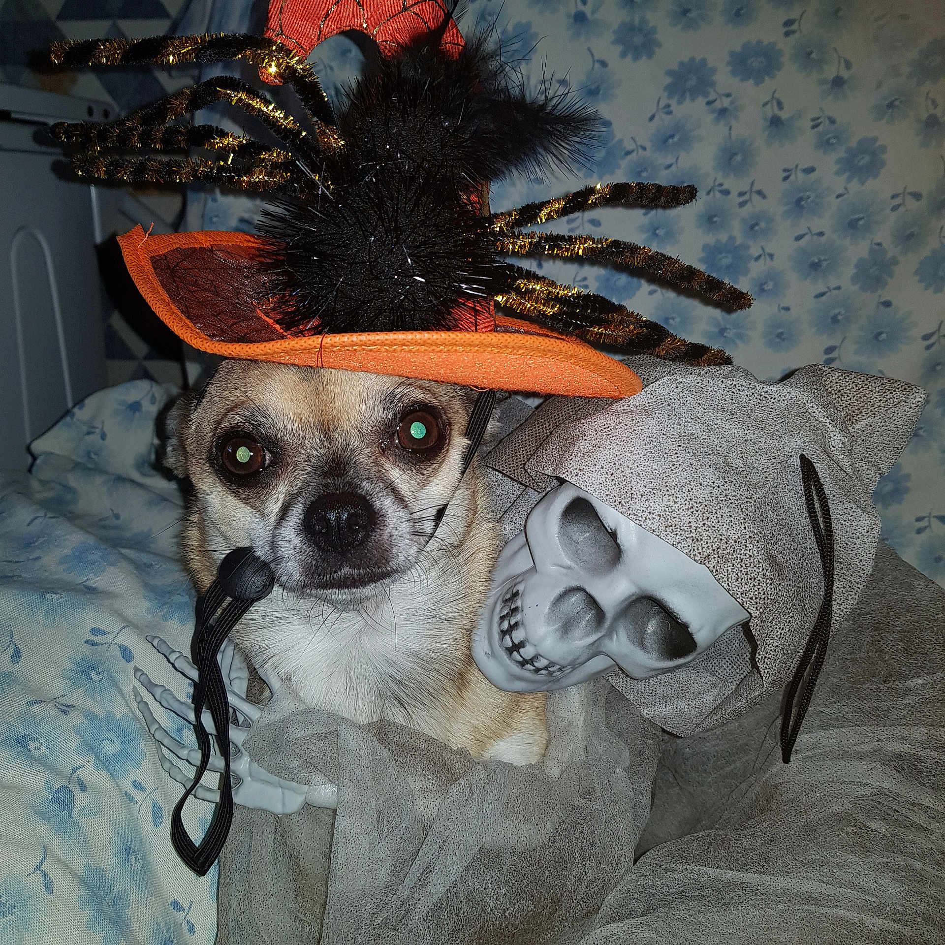 Margotte participe au concours pour gagner de l'argent avec cette photo : adult, animal, canine, cap, chihuahua, clothing, cockerspaniel, costume, dog, face, hat, head, knitwear, male, man, person, pet, pug, puppy, sweater