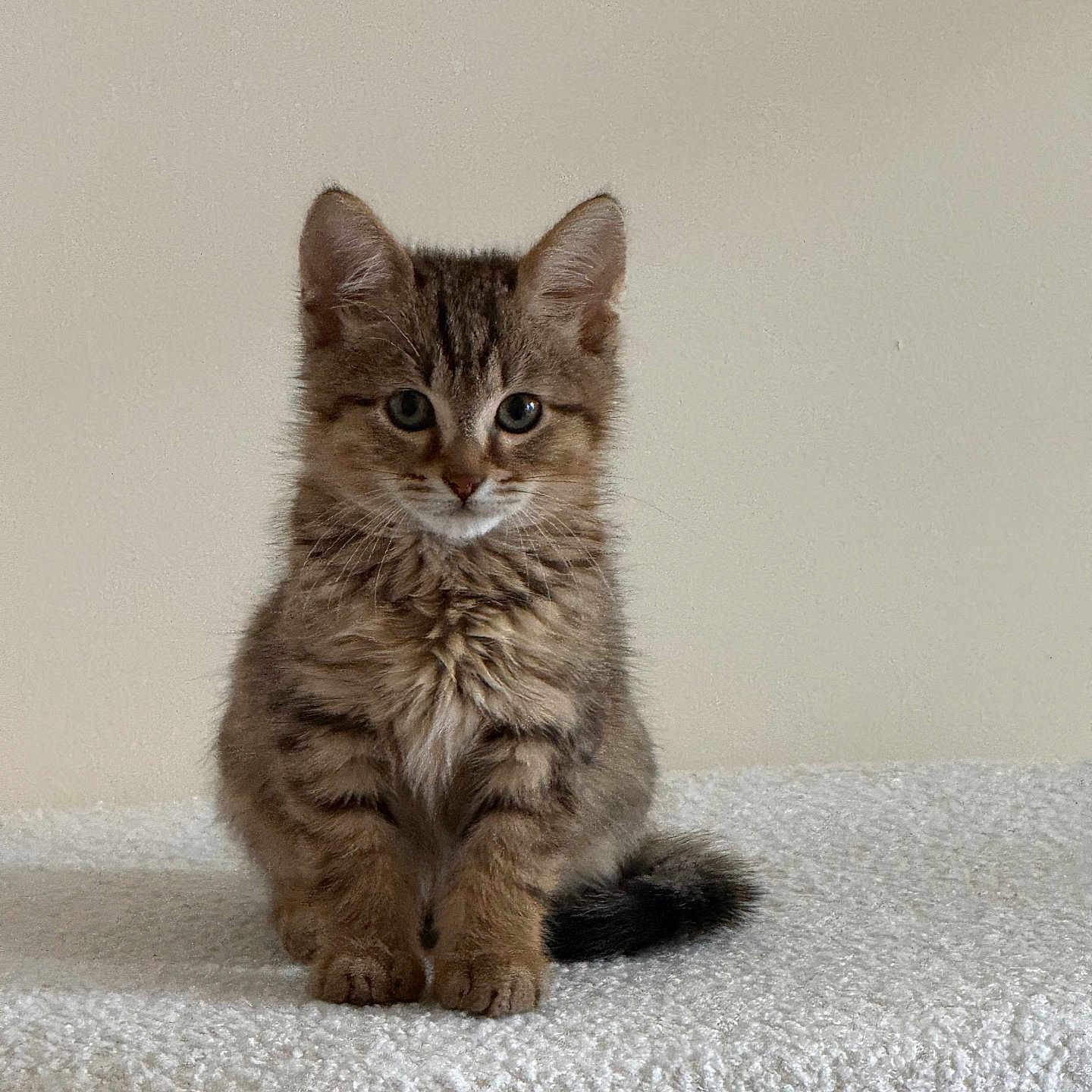 Aïko participe au concours pour gagner de l'argent avec cette photo : adorable, animal, cat, curious, cute, domestic, ears, feline, fur, furry, indoor, kitten, pet, portrait, sitting, small, tabby, tail, whiskers, young