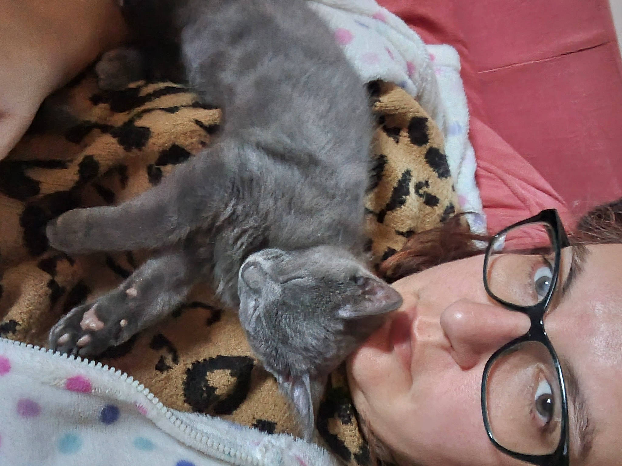 Bluey is registered to the contest to win money with this photo: carnivore, cat_bed, comfort, companion_dog, couch, dog_breed, eyelash, eyewear, fawn, felidae, fur, glasses, grey, linens, small_to_medium_sized_cats, snout, tail, terrestrial_animal, vertebrate, whiskers