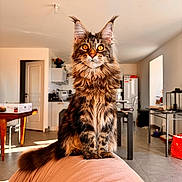 Unka a rejoint le concours — aidez-le/la à gagner de superbes lots ! cat, maine_coon, fluffy, long_hair, tabby, brown_fur, golden_eyes, whiskers, ears, tail, sitting, portrait, indoors, home, living_room, kitchen, furniture, lap, pet, animal
