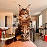 cat, maine_coon, fluffy, long_hair, tabby, brown_fur, golden_eyes, whiskers, ears, tail, sitting, portrait, indoors, home, living_room, kitchen, furniture, lap, pet, animal