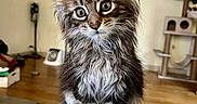 Unka participe au concours pour gagner de l'argent avec cette photo : cat, kitten, long_hair, fluffy, tabby, brown, gray, white, blue_eyes, face, whiskers, ears, fur, sitting, indoor, home, wood_floor, cat_tree, couch, portrait