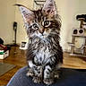 cat, kitten, long_hair, fluffy, tabby, brown, gray, white, blue_eyes, face, whiskers, ears, fur, sitting, indoor, home, wood_floor, cat_tree, couch, portrait