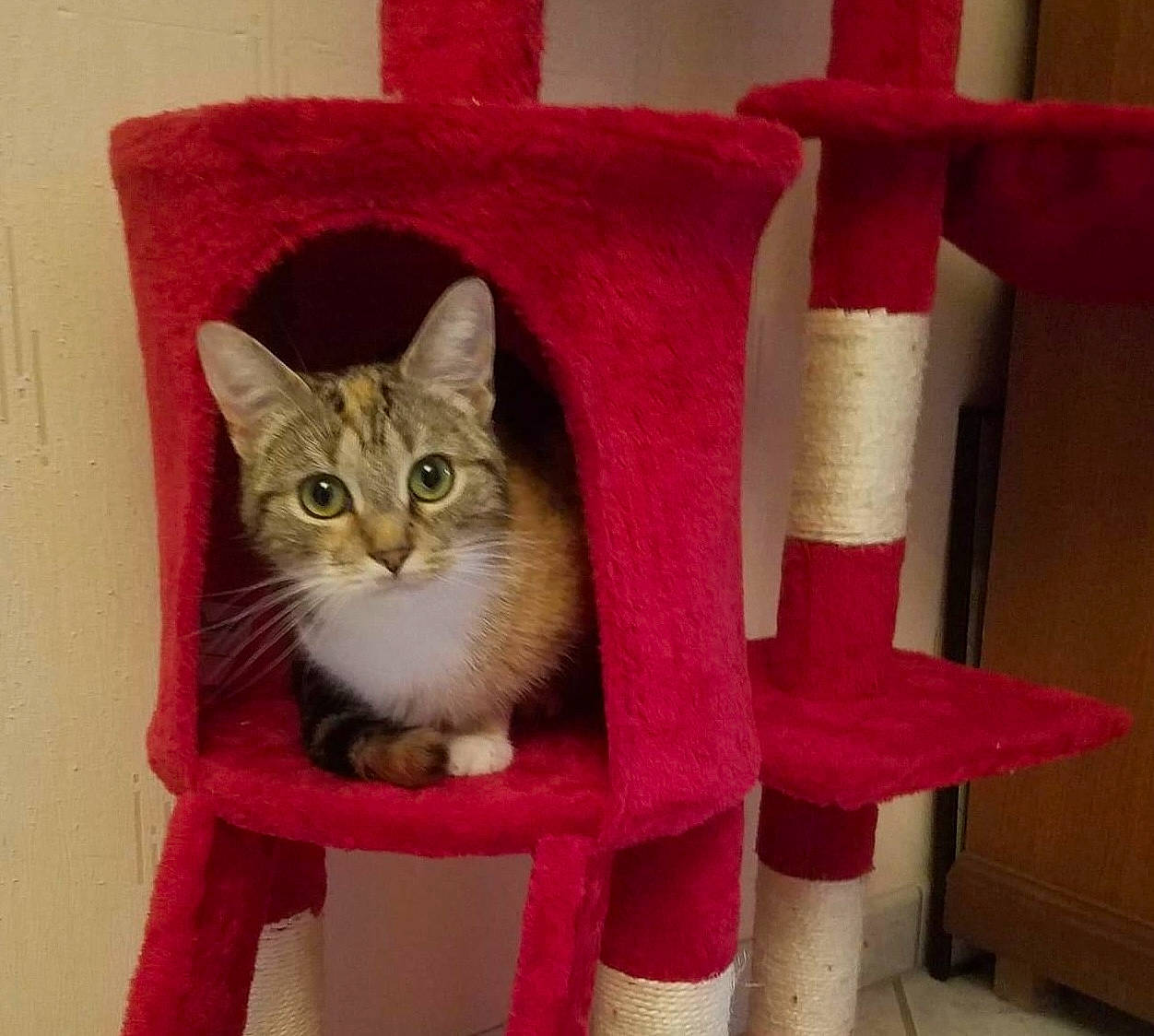 Venus participe au concours pour gagner de l'argent avec cette photo : art, carnivore, cat, cat_furniture, cat_supply, chair, domestic_short_haired_cat, felidae, fur, linens, magenta, pet_supply, pillow, room, shelf, small_to_medium_sized_cats, tail, whiskers, window, wood