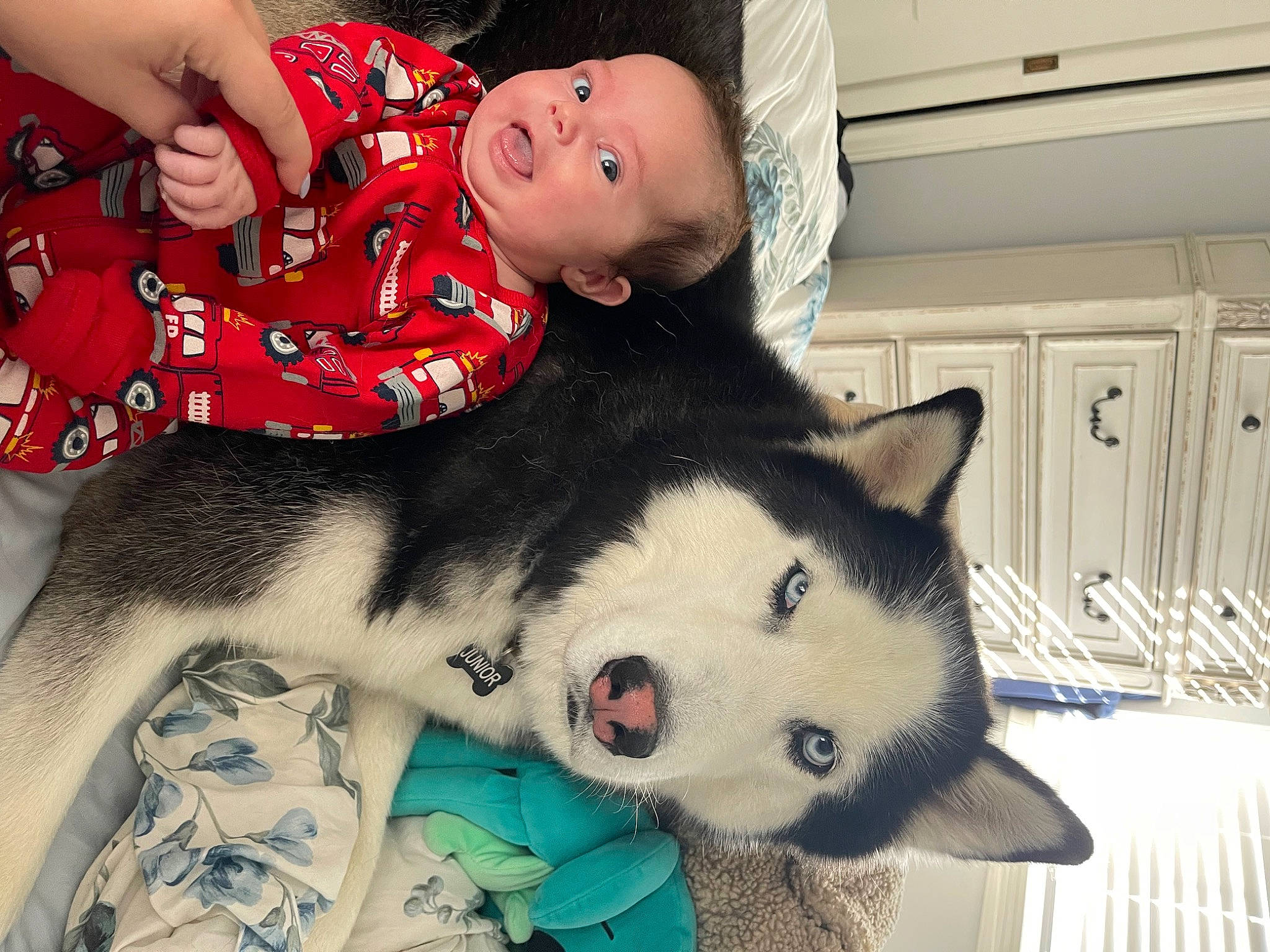 Josephine is registered to the contest to win money with this photo: baby, baby_toddler_clothing, canidae, carnivore, comfort, companion_dog, dog, dog_breed, fur, happy, mammal, pattern, person, sleeve, snout, sporting_group, terrestrial_animal, thigh, toddler, whiskers