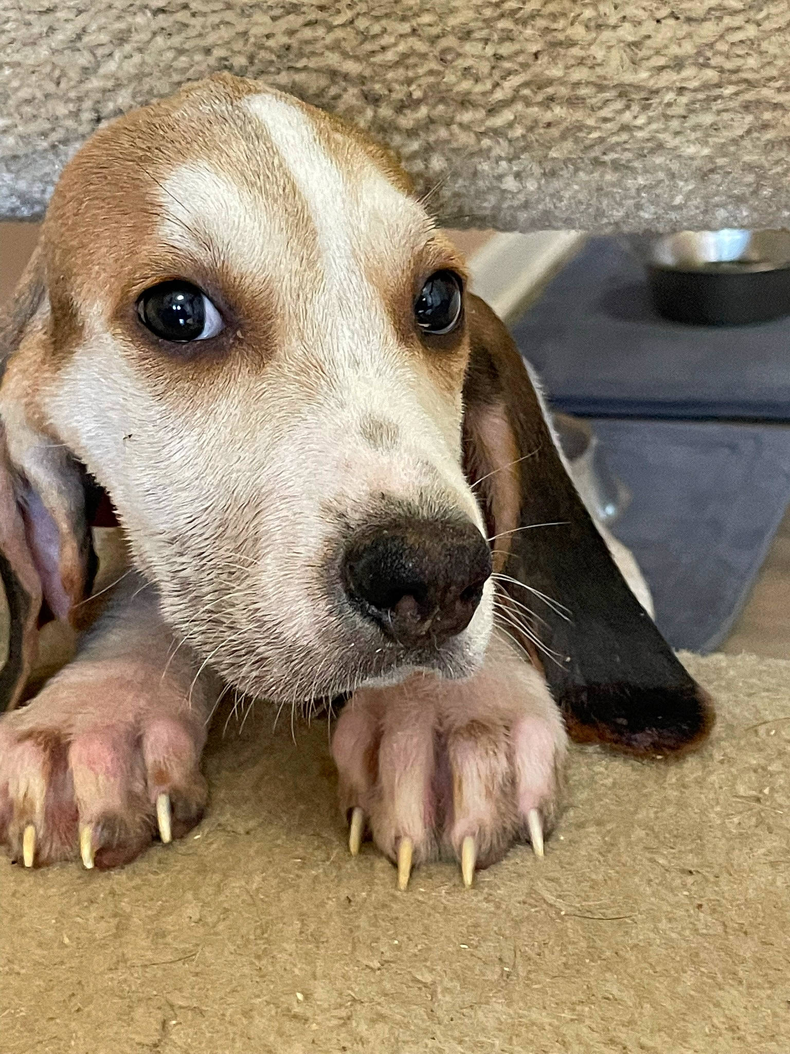 Peggyo joined the competition — help win amazing prizes! canidae, carnivore, companion_dog, dog, dog_breed, fawn, foot, fur, paw, snout, sporting_group, terrestrial_animal, whiskers, working_animal