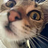 cat, close_up, face, curious, eyes, nose, whiskers, fur, pet, animal, indoor, fabric, texture, blur, focus, tabby, whisker, cute, curiosity, close