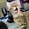 cat, tabby, yellow_eyes, mouth_open, bed, blanket, notebook, indoor, furniture, pirate_flag, room, whiskers, fur, pet, domestic_animal, curious, closeup, young_cat, expression, animal