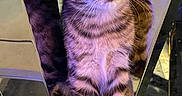 Katy joined the competition — help win amazing prizes! cat, kitten, tabby, reflection, cute, pet, animal, feline, indoor, closeup, eyes, fur, whiskers, paws, portrait, curious, small, young, colorful_lighting, mirror