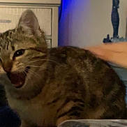 Katy joined the competition — help win amazing prizes! cat, tabby_cat, indoor, pet, animal, feline, blurred, low_light, mouth_open, whiskers, fur, striped, domestic_cat, hand, human_arm, furniture, cabinet, blue_light, night, household