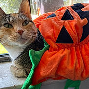 Kitty is registered to the contest to win money with this photo: cat, window, pumpkin, plush, orange, green, fur, pet, animal, indoor, sunlight, sill, decor, costume, fall, autumn, cute, whiskers, relaxed, closeup
