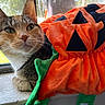 cat, window, pumpkin, plush, orange, green, fur, pet, animal, indoor, sunlight, sill, decor, costume, fall, autumn, cute, whiskers, relaxed, closeup