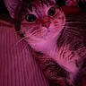 Kitty joined the competition — help win amazing prizes! cat, close_up, pink_light, whiskers, eyes, face, tabby, fur, pet, indoor, cozy, plush_toy, bed, striped, cute, animal, portrait, relaxed, soft_light, curious