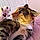 Kitty