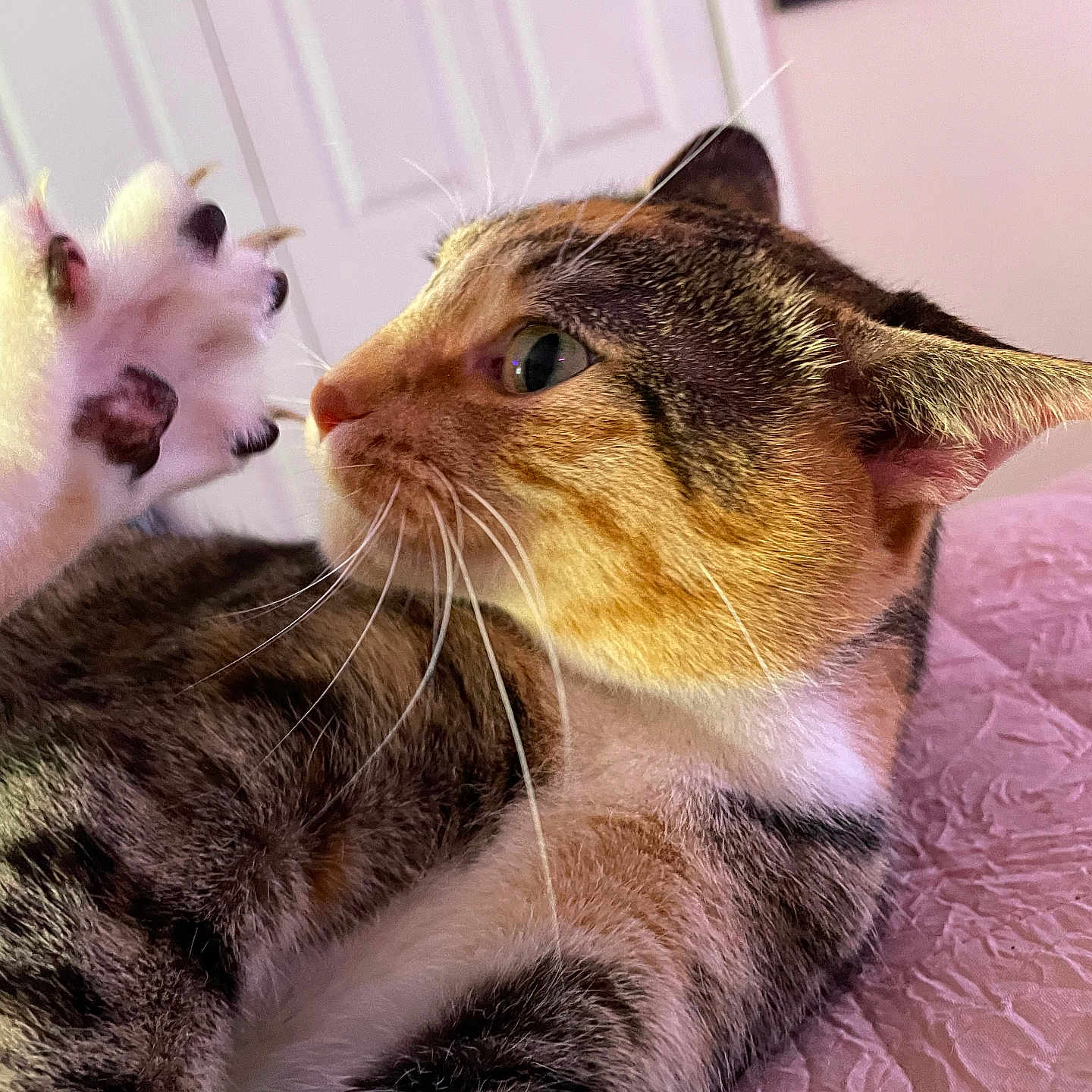 Kitty