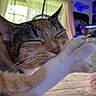 Kitty is registered to the contest to win money with this photo: cat, close_up, sleeping, paw, feline, indoor, bed, blanket, window, curtains, whiskers, fur, home, relaxing, cozy, natural_light, animal, pet, mammal, soft