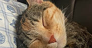 Kitty is registered to the contest to win money with this photo: cat, sleeping, tabby, paw, fur, closeup, indoor, bed, pillow, pattern, seashell, starfish, cozy, resting, cute, whiskers, ear, soft, relaxed, animal