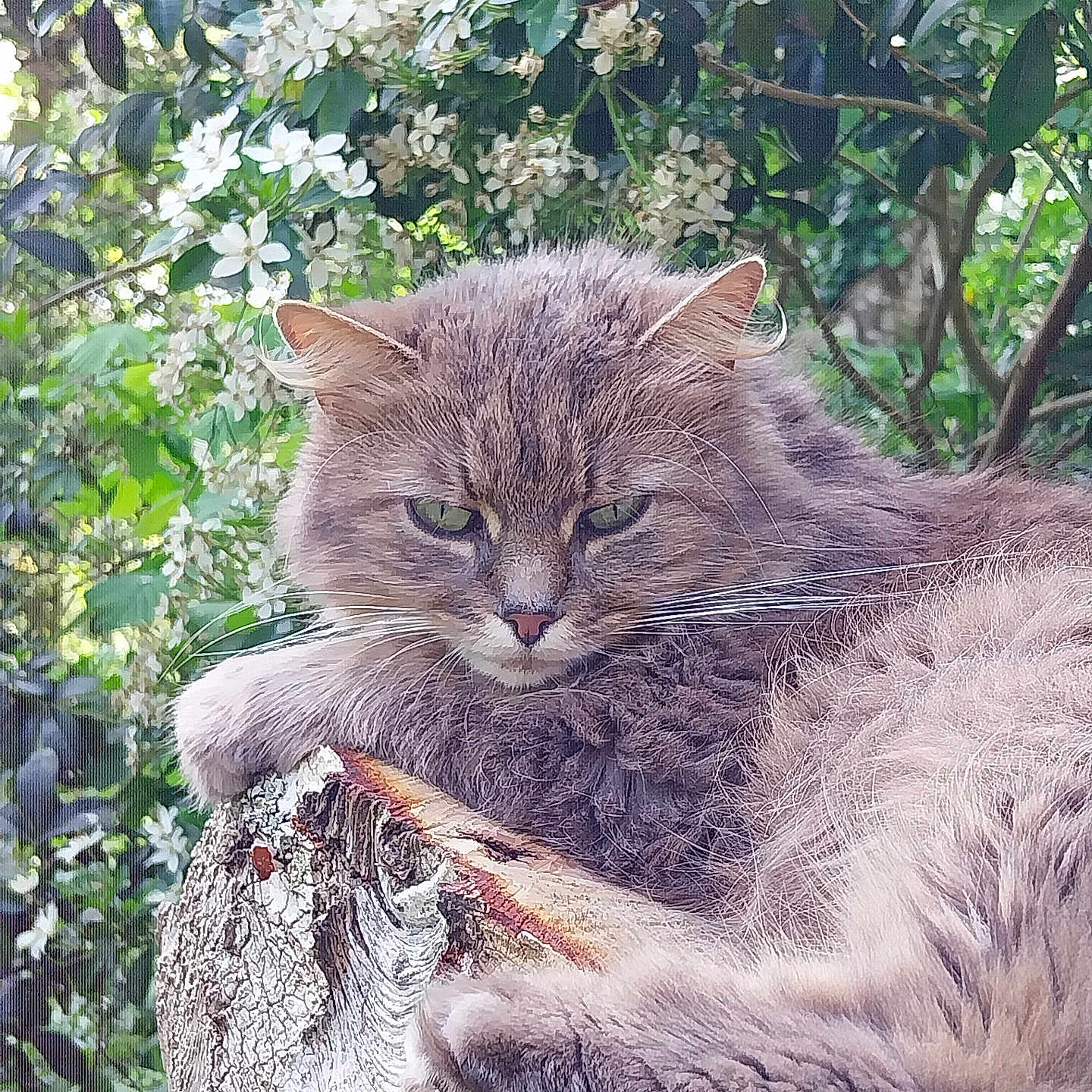 Maya