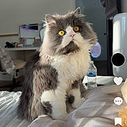 Milo joined the competition — help win amazing prizes! cat, fluffy, gray, white, yellow_eyes, bed, indoor, sunlight, feline, domestic_animal, pet, cozy, home, room, desk, door, curtains, furniture, animal, portrait