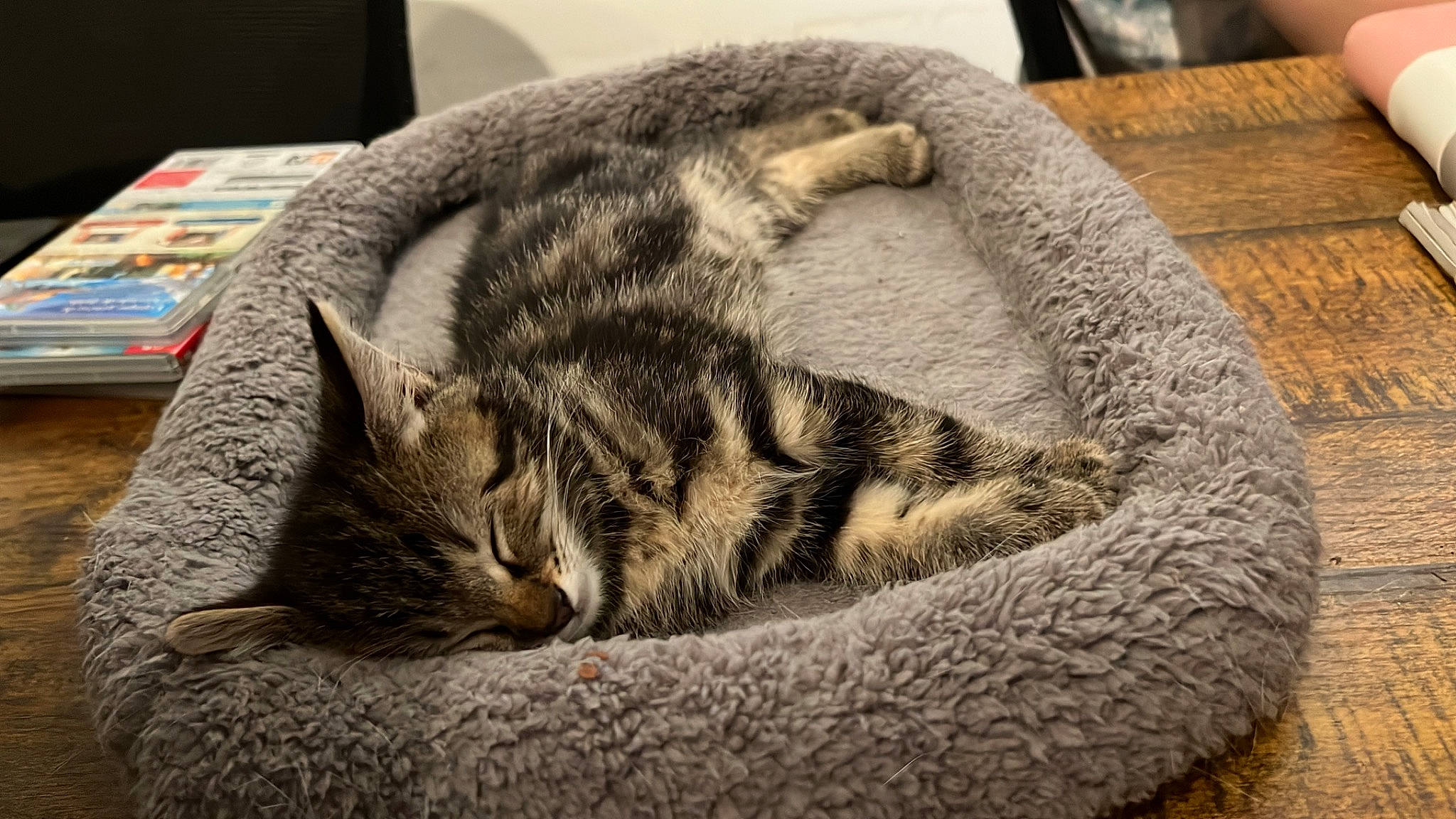 Nick a rejoint le concours — aidez-le/la à gagner de superbes lots ! bored, carnivore, cat, cat_bed, cat_supply, comfort, domestic_short_haired_cat, felidae, fur, grey, nap, plate, sleep, small_to_medium_sized_cats, snout, tableware, tail, terrestrial_animal, whiskers, wood