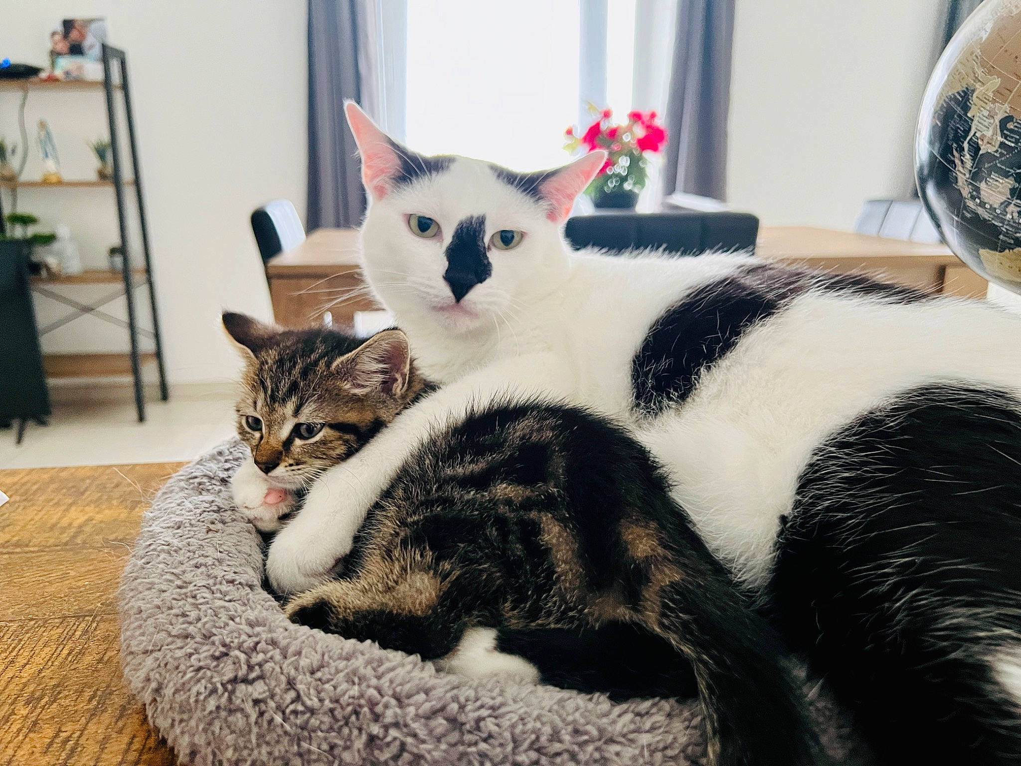 Nick participe au concours pour gagner de l'argent avec cette photo : carnivore, cat, comfort, domestic_short_haired_cat, felidae, flooring, flower, fur, grey, nap, paw, plant, sitting, small_to_medium_sized_cats, snout, tail, tree, whiskers, window, wood