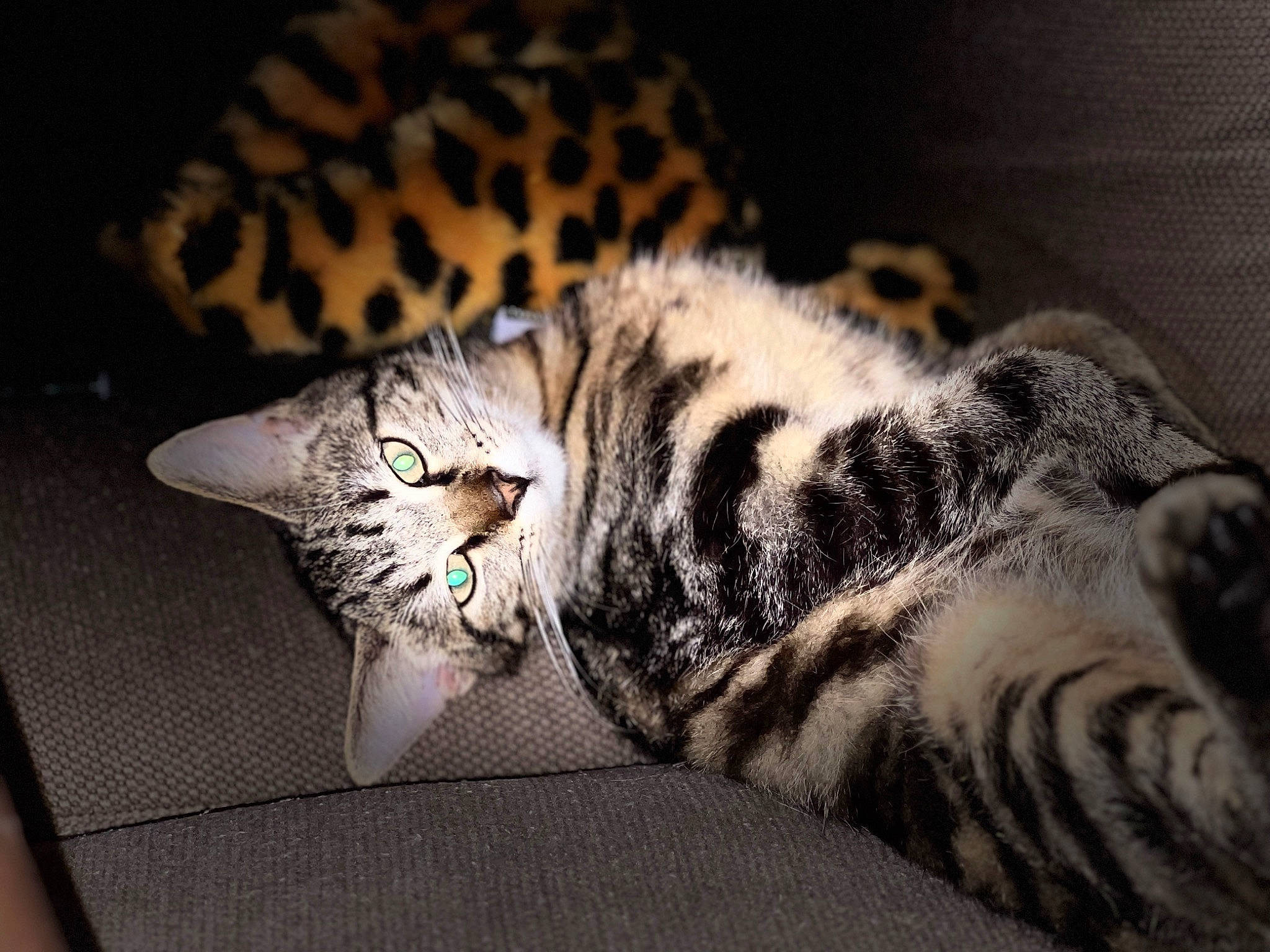 Nick participe au concours pour gagner de l'argent avec cette photo : carnivore, cat, claw, comfort, darkness, domestic_short_haired_cat, eye, felidae, fur, grey, nap, pattern, paw, sleep, small_to_medium_sized_cats, tail, terrestrial_animal, whiskers