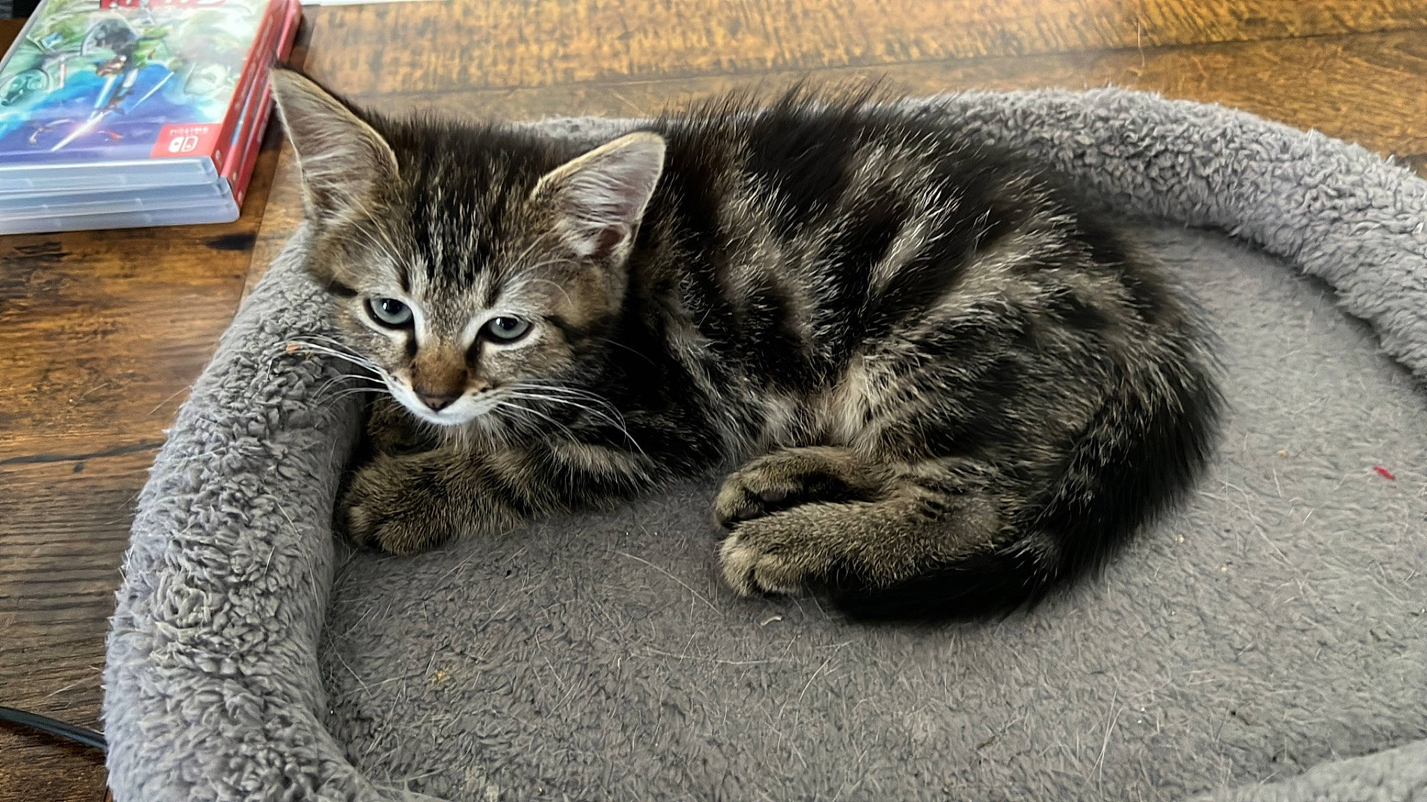 Nick a rejoint le concours — aidez-le/la à gagner de superbes lots ! carnivore, cat, claw, domestic_short_haired_cat, felidae, fur, grey, monochrome_photography, paw, sitting, small_to_medium_sized_cats, snout, tail, terrestrial_animal, whiskers, wildlife