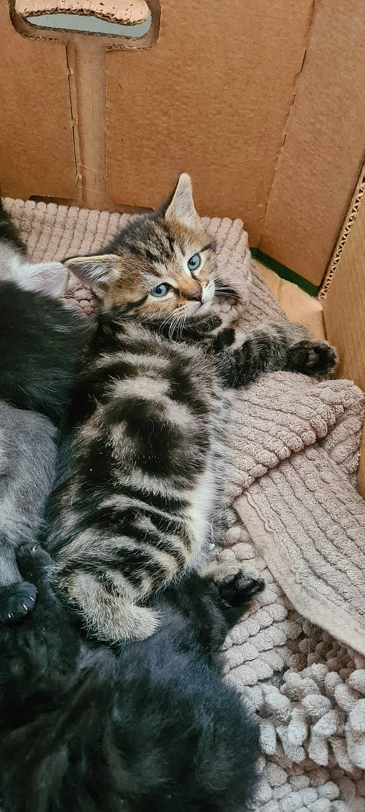 Nick a rejoint le concours — aidez-le/la à gagner de superbes lots ! carnivore, cat, claw, domestic_short_haired_cat, felidae, foot, fur, paw, sitting, small_to_medium_sized_cats, snout, tail, terrestrial_animal, whiskers