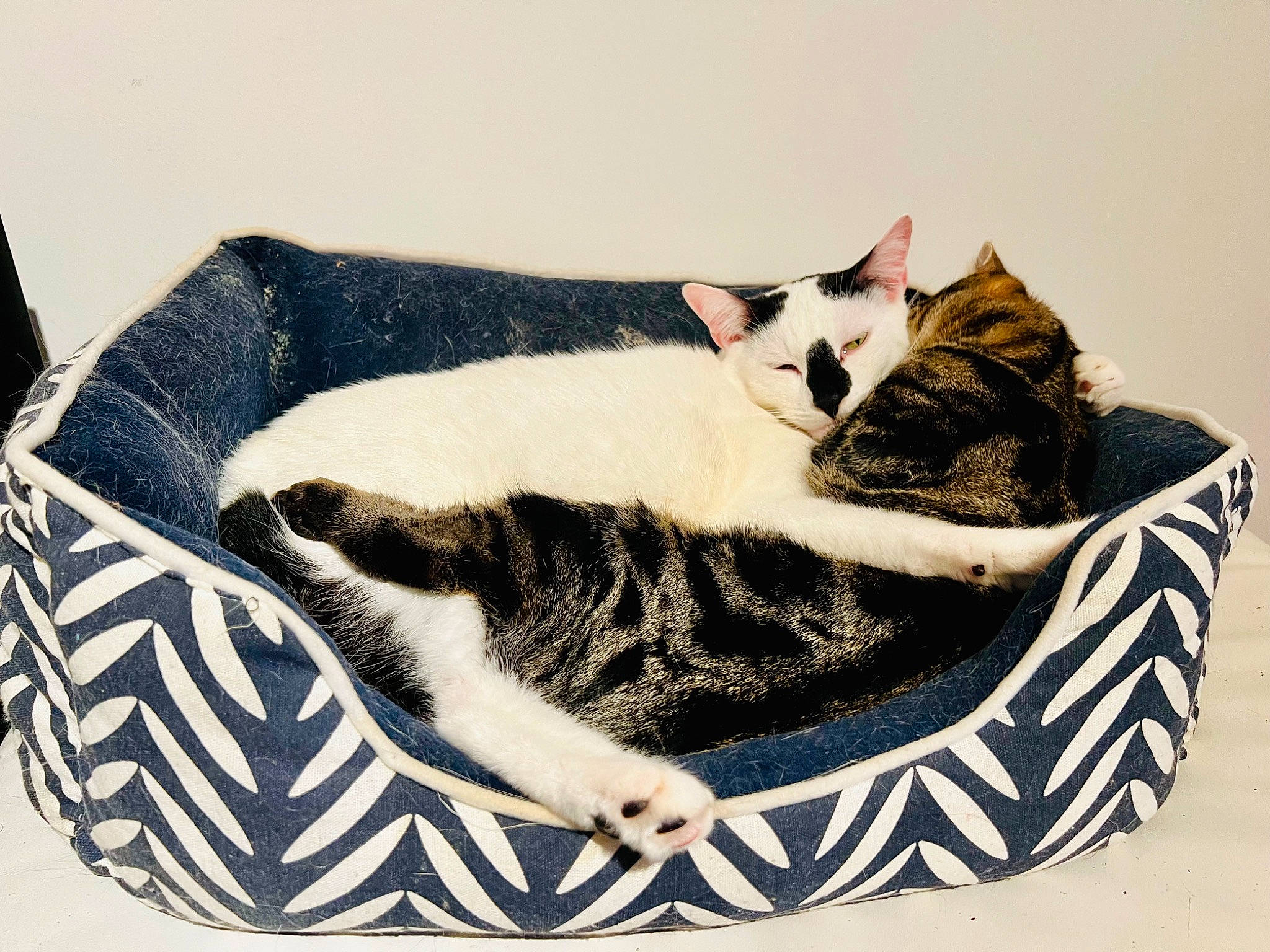 Spirou participe au concours pour gagner de l'argent avec cette photo : bag, basket, carnivore, cat, cat_bed, cat_supply, comfort, domestic_short_haired_cat, felidae, fur, linens, monochrome_photography, nap, pattern, paw, sitting, sleep, small_to_medium_sized_cats, tail, whiskers