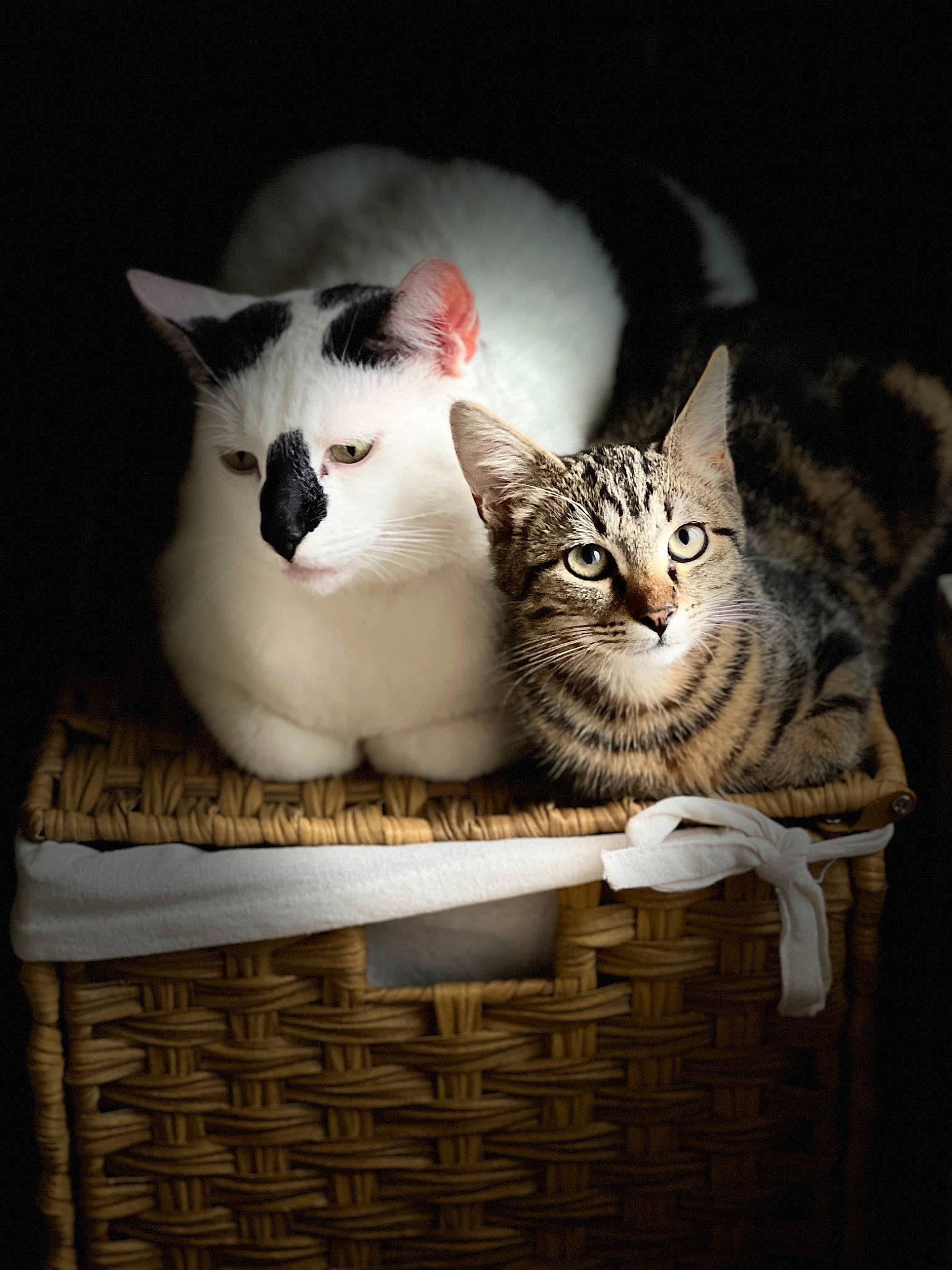 Spirou a rejoint le concours — aidez-le/la à gagner de superbes lots ! basket, box, carnivore, cat, cat_supply, comfort, domestic_short_haired_cat, felidae, fur, home_accessories, paw, picnic_basket, small_to_medium_sized_cats, snout, still_life_photography, storage_basket, whiskers, wicker, window, wood