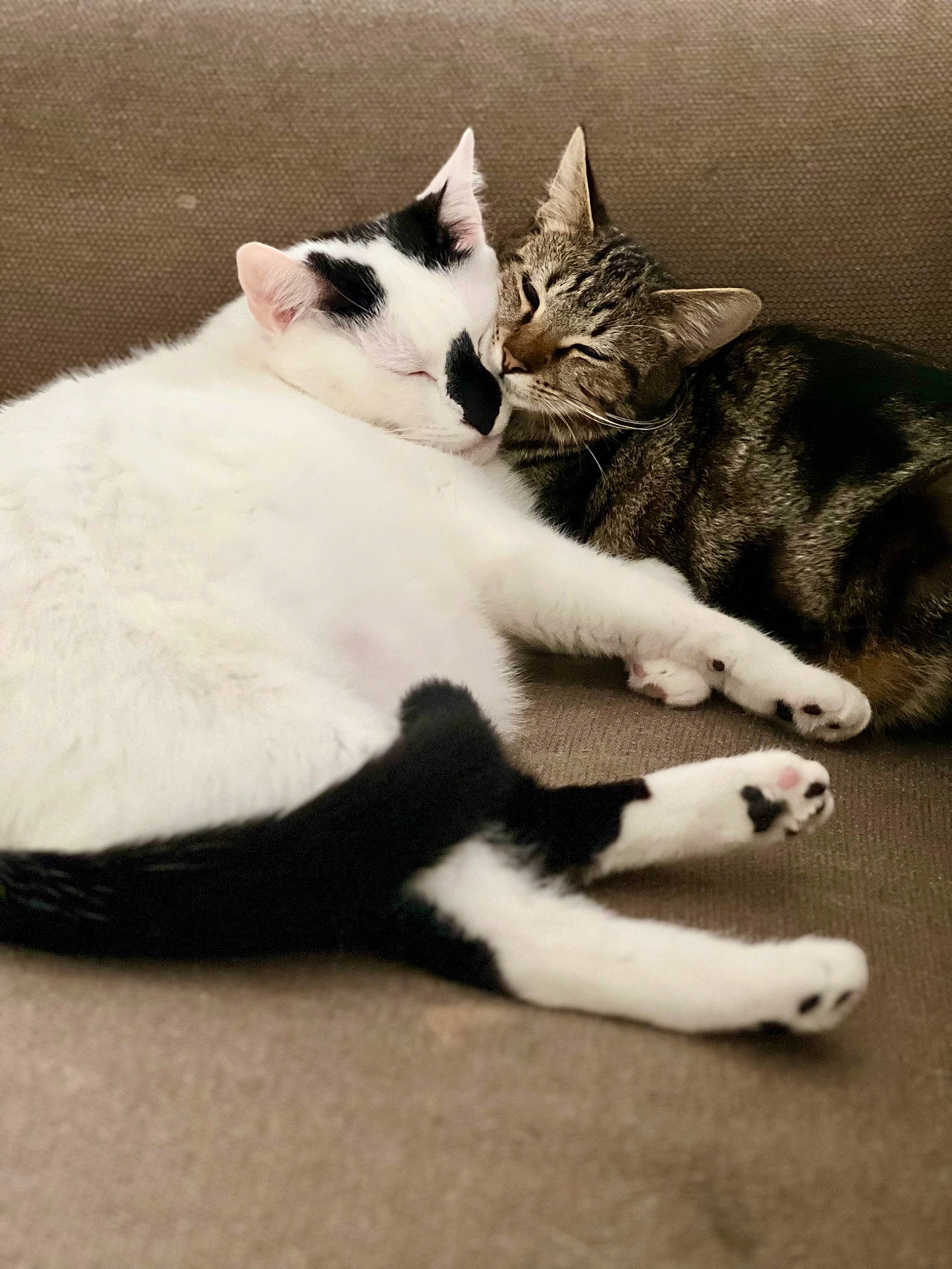 Spirou a rejoint le concours — aidez-le/la à gagner de superbes lots ! carnivore, cat, claw, comfort, domestic_short_haired_cat, felidae, flooring, foot, fur, grey, human_leg, mammal, monochrome_photography, paw, sitting, small_to_medium_sized_cats, snout, tail, vertebrate, whiskers