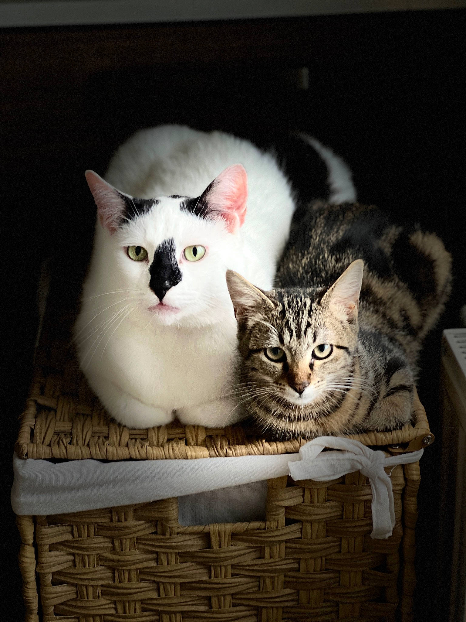 Spirou a rejoint le concours — aidez-le/la à gagner de superbes lots ! basket, box, carnivore, cat, cat_supply, domestic_short_haired_cat, felidae, fur, home_accessories, paw, photo_caption, picnic_basket, shelf, small_to_medium_sized_cats, storage_basket, tail, whiskers, wicker, window, wood