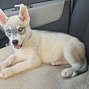 Tokyo participe au concours pour gagner de l'argent avec cette photo : animal, beige, black, blue_eyes, car_interior, car_seat, cute, dog, domestic_animal, ears_up, husky, indoor, looking, pet, puppy, resting, seat_cover, tongue_out, white_fur, young_dog