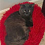 Salem is registered to the contest to win money with this photo: black_cat, cat, pet, furry, red_bed, cat_bed, carpet, toys, indoor, animal, resting, cozy, fluffy, feline, cute, sleepy, comfortable, playful, household, domestic
