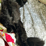 Salem is registered to the contest to win money with this photo: black_cat, fluffy_fur, sleeping, bed, quilt, patterned_bedspread, indoor, pet, relaxed, animal, feline, cozy, resting, long_tail, cute, domestic_cat, fur_texture, soft, home, comfort