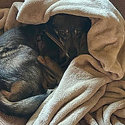 Poco is registered to the contest to win money with this photo: animal, blanket, brown, canine, comfort, couch, cozy, cute, dog, fur, home, indoor, pet, relaxing, resting, sleepy, snuggling, soft, warm, wrapped