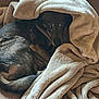 animal, blanket, brown, canine, comfort, couch, cozy, cute, dog, fur, home, indoor, pet, relaxing, resting, sleepy, snuggling, soft, warm, wrapped
