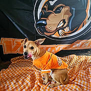 Lil Hunny Coco joined the competition — help win amazing prizes! dog, puppy, orange_shirt, blanket, checkered_pattern, banner, mascot, indoor, pet, animal, playful, ears_up, tongue_out, sitting, cute, small_dog, brown_dog, fabric, decor, sports_theme