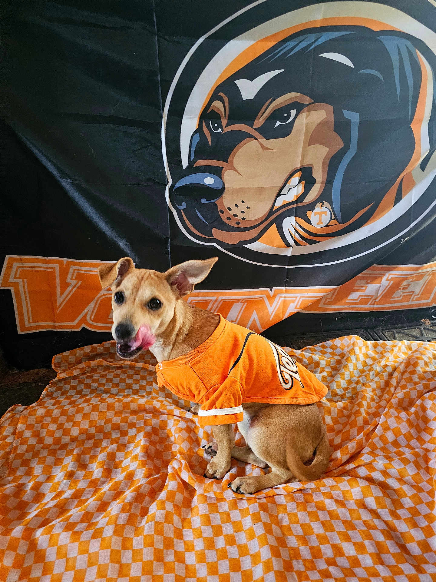 Lil Hunny Coco joined the competition — help win amazing prizes! dog, puppy, orange_shirt, blanket, checkered_pattern, banner, mascot, indoor, pet, animal, playful, ears_up, tongue_out, sitting, cute, small_dog, brown_dog, fabric, decor, sports_theme