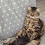 Yop participe au concours pour gagner de l'argent avec cette photo : cat, tabby, fluffy, polka_dot, blanket, indoor, pet, feline, relaxed, sitting, cozy, fur, whiskers, tail, animal, cute, domestic, house, comfort, resting
