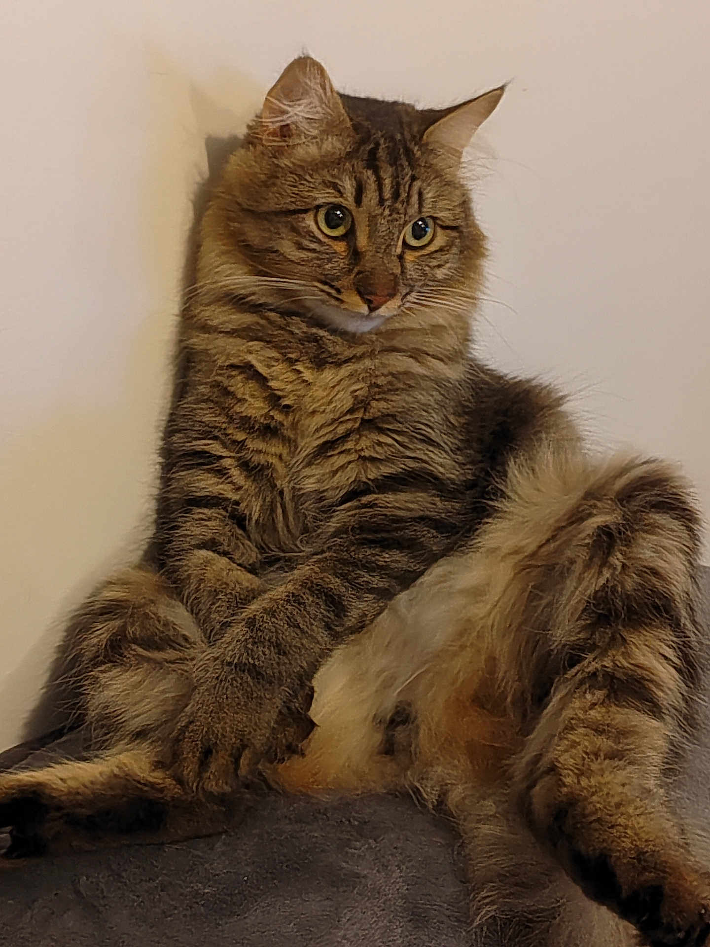 Yop participe au concours pour gagner de l'argent avec cette photo : cat, tabby, fluffy, relaxed, sitting, indoor, pet, fur, whiskers, ears, animal, cute, mammal, domestic, feline, portrait, cozy, resting, looking_away, paw